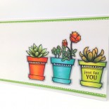 sweet succulents